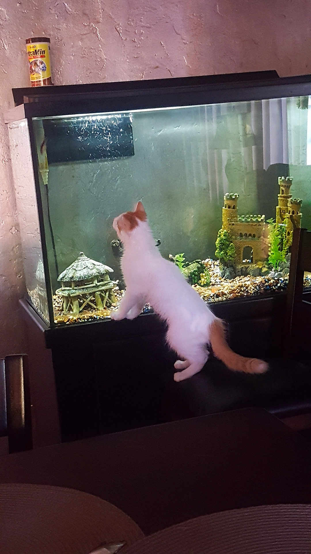 Frankie Mack joined the competition — help win amazing prizes! cat, kitten, aquarium, fish_tank, fish_food, fish, indoor, furniture, table, chair, decoration, castle, plants, gravel, curious, pet, animal, white, orange, wall