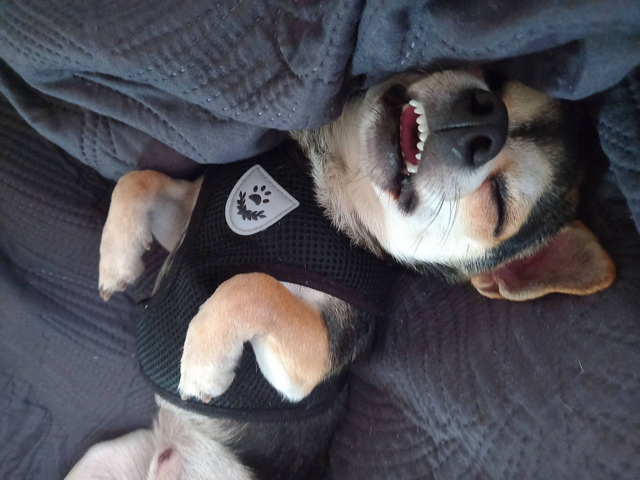 Rodéo a rejoint le concours — aidez-le/la à gagner de superbes lots ! canidae, carnivore, claw, comfort, companion_dog, dog, dog_breed, fawn, foot, fur, guard_dog, nap, non_sporting_group, paw, snout, sporting_group, tail, whiskers, working_animal