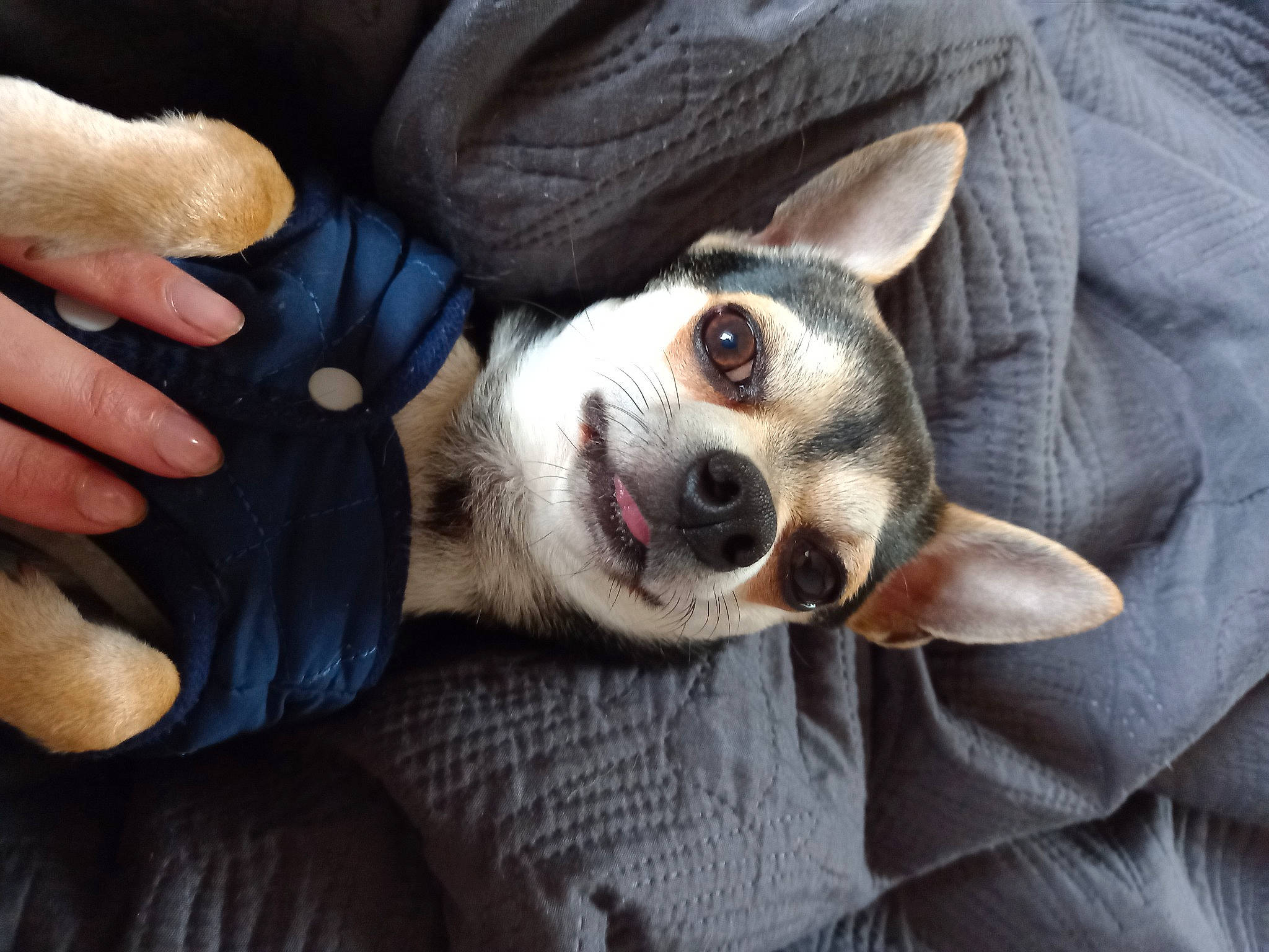 Rodéo participe au concours pour gagner de l'argent avec cette photo : canidae, carnivore, comfort, companion_dog, dog, dog_breed, dog_supply, ear, fawn, foot, fur, non_sporting_group, paw, siberian_husky, sitting, snout, sporting_group, terrestrial_animal, whiskers, working_animal