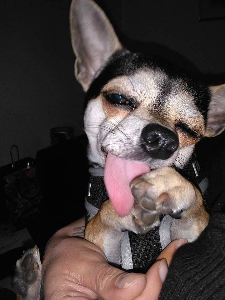 Rodéo participe au concours pour gagner de l'argent avec cette photo : boston_terrier, canidae, carnivore, chihuahua, comfort, companion_dog, dog, dog_breed, ear, fawn, fur, nail, non_sporting_group, puppy, snout, sporting_group, terrestrial_animal, toy_dog, whiskers, working_animal