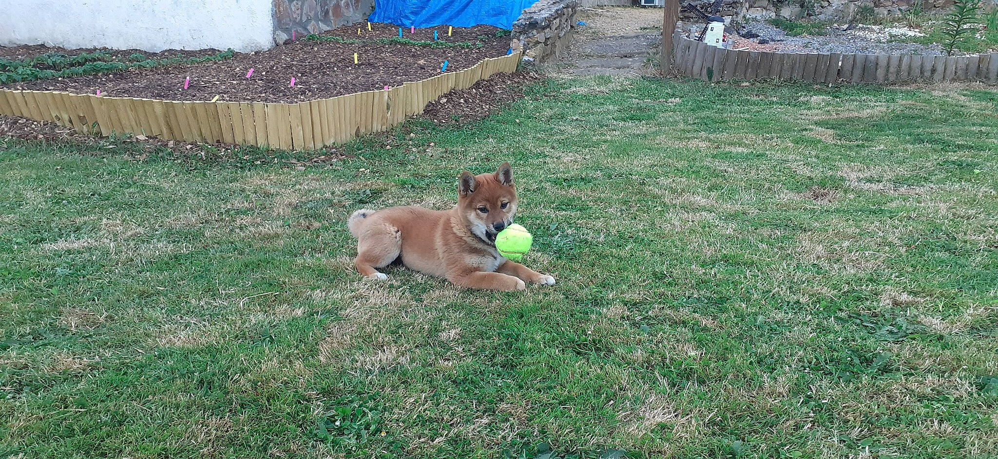 Texas participe au concours pour gagner de l'argent avec cette photo : backyard, canidae, carnivore, companion_dog, dog, dog_breed, dog_supply, fawn, fence, garden, grass, groundcover, lawn, plant, snout, sporting_group, tail, terrestrial_animal, working_animal, yard