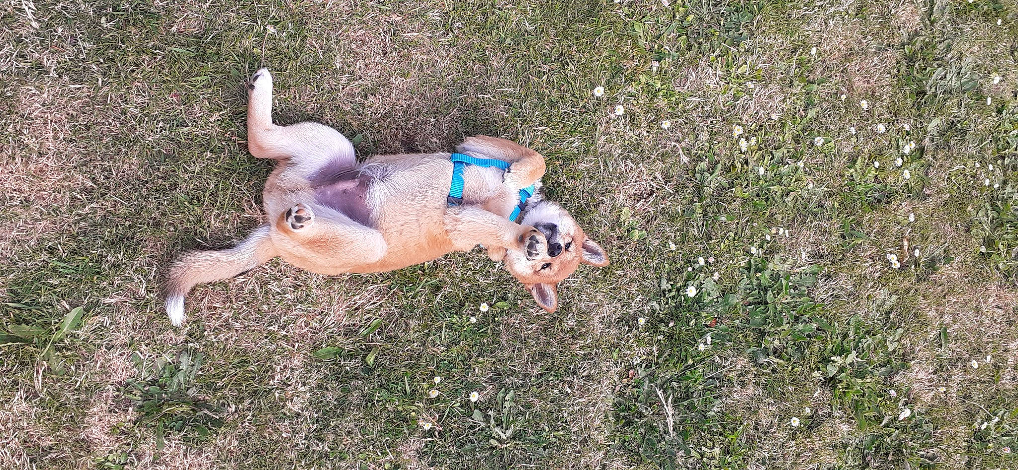 Texas a rejoint le concours — aidez-le/la à gagner de superbes lots ! canidae, carnivore, companion_dog, dog, dog_breed, fawn, fun, grass, groundcover, non_sporting_group, plant, recreation, snout, soil, sporting_group, tail, terrestrial_animal, toy, water, working_animal