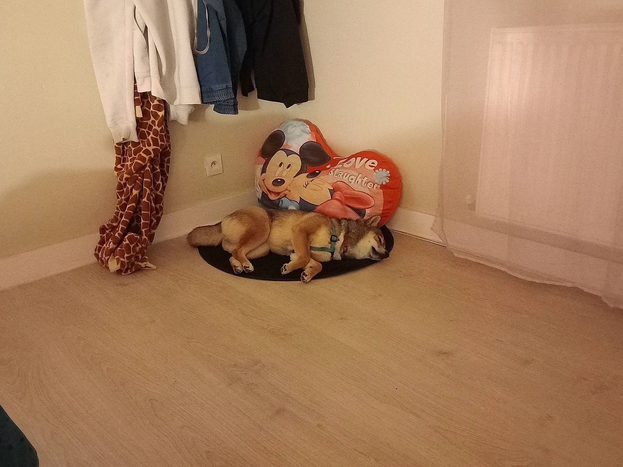 Texas participe au concours pour gagner de l'argent avec cette photo : canidae, carmine, carnivore, comfort, companion_dog, curtain, doll, fawn, felidae, floor, flooring, fur, hardwood, human_leg, laminate_flooring, living_room, stuffed_toy, tail, toy, wood