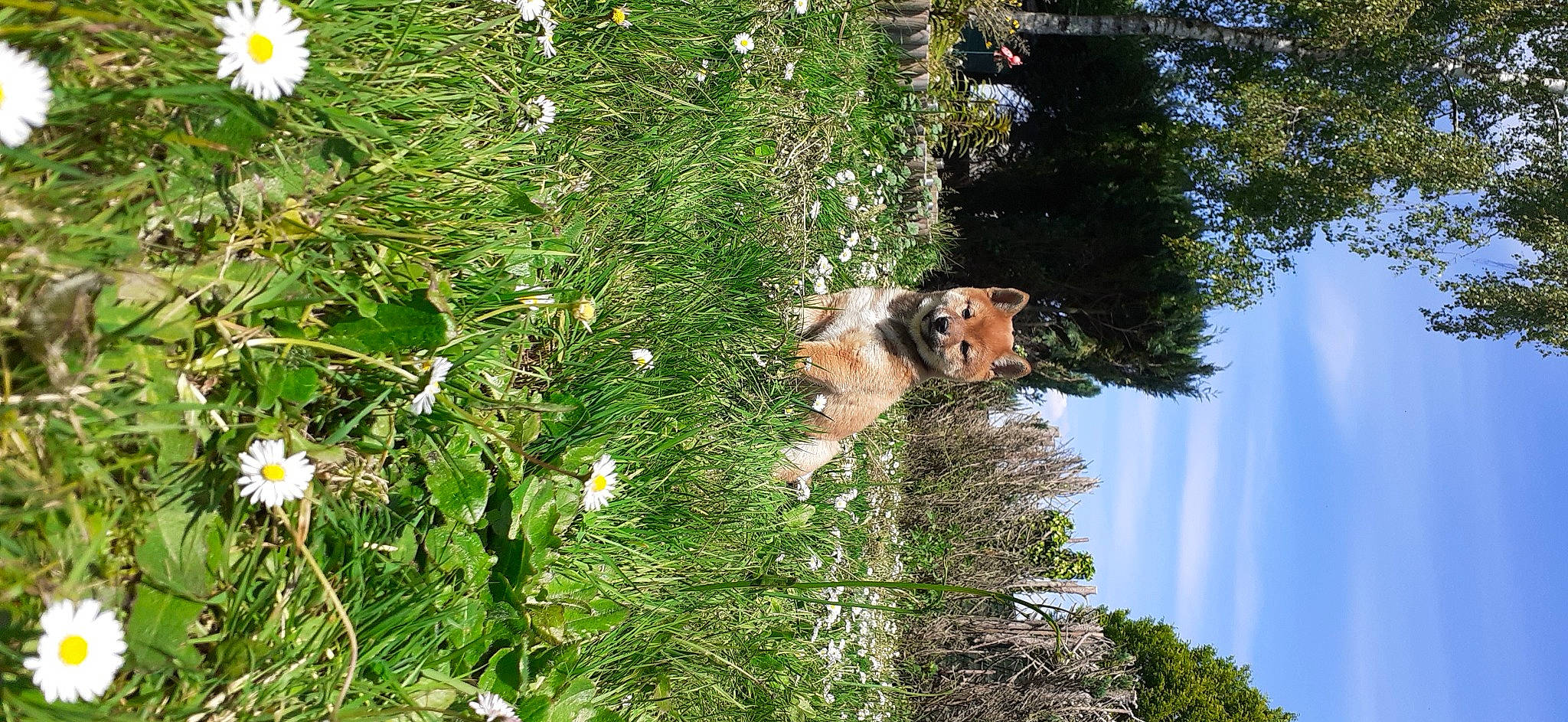 Texas a rejoint le concours — aidez-le/la à gagner de superbes lots ! annual_plant, biome, camomile, carnivore, daisy_family, fawn, flower, flowering_plant, grass, groundcover, herbaceous_plant, people_in_nature, petal, plant, shrub, sky, temperate_broadleaf_and_mixed_forest, tree, trunk, vegetation