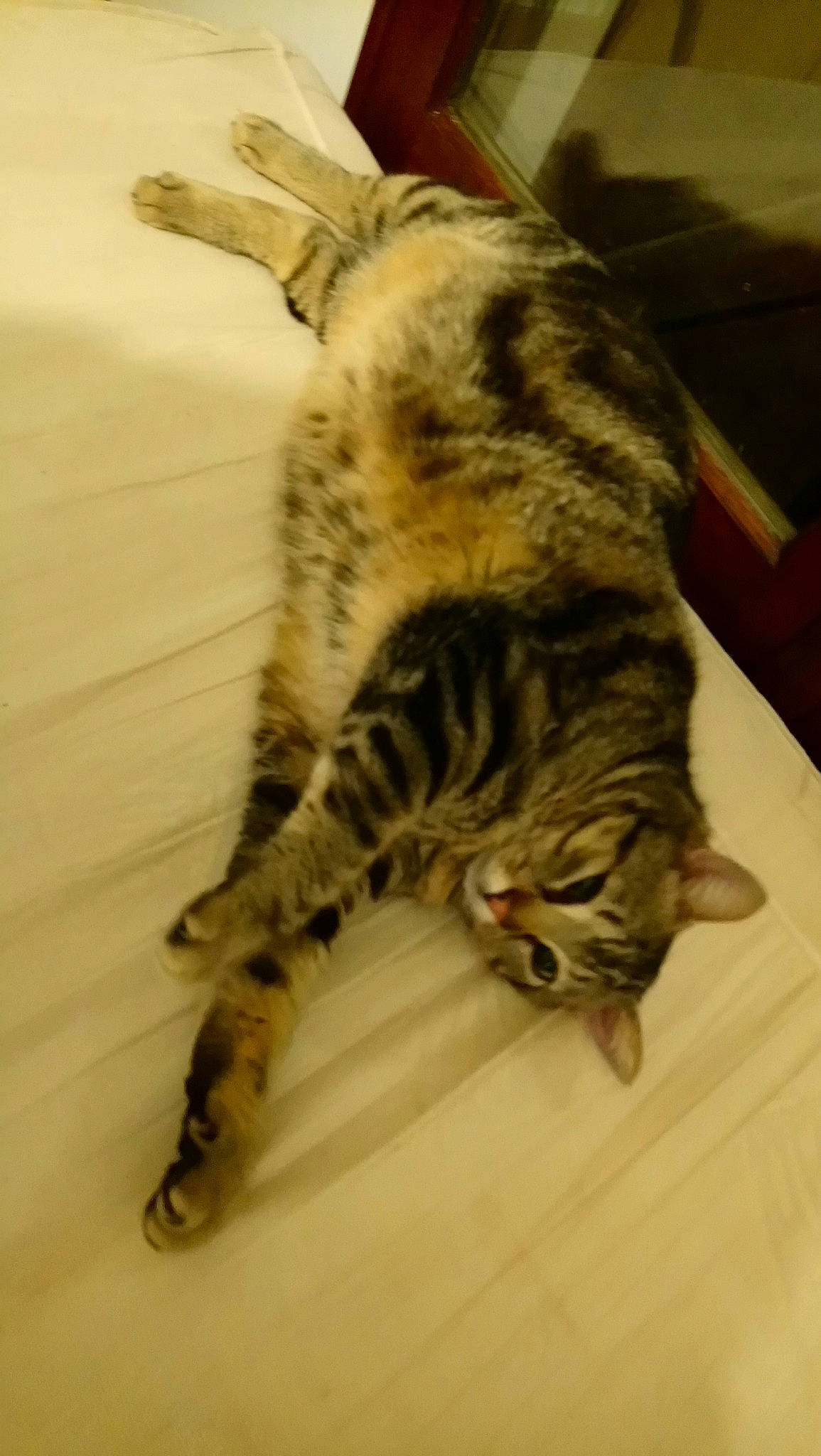 Olya a rejoint le concours — aidez-le/la à gagner de superbes lots ! american_shorthair, bengal, california_spangled, carnivore, cat, domestic_short_haired_cat, dragon_li, egyptian_mau, european_shorthair, felidae, fur, kitten, mammal, ocicat, rusty_spotted_cat, small_to_medium_sized_cats, sokoke, tabby_cat, toyger, whiskers