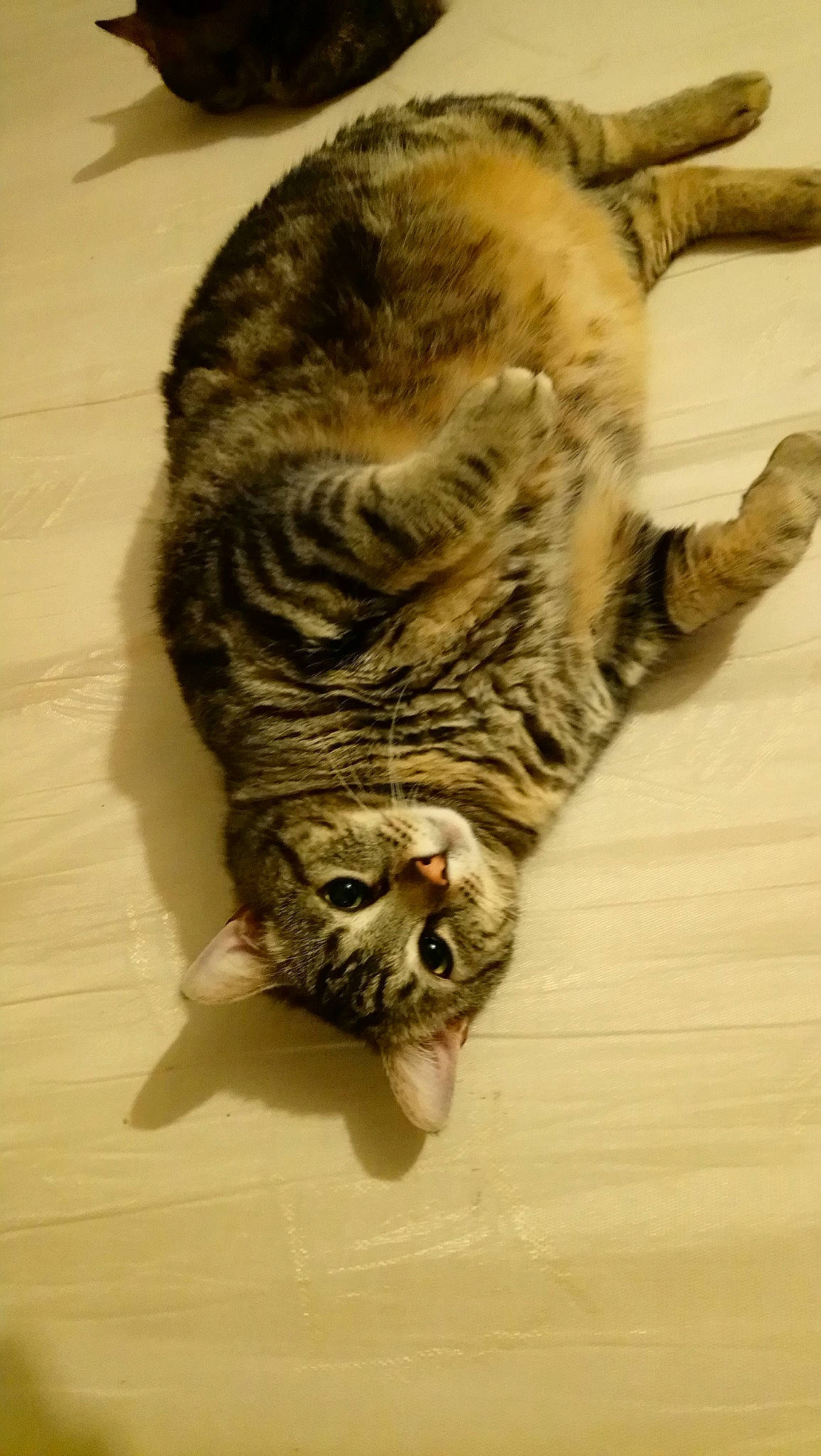 Kitty participe au concours pour gagner de l'argent avec cette photo : american_shorthair, california_spangled, carnivore, cat, claw, domestic_short_haired_cat, dragon_li, egyptian_mau, european_shorthair, felidae, fur, kitten, ocicat, pixie_bob, small_to_medium_sized_cats, snout, tabby_cat, toyger, whiskers, wild_cat