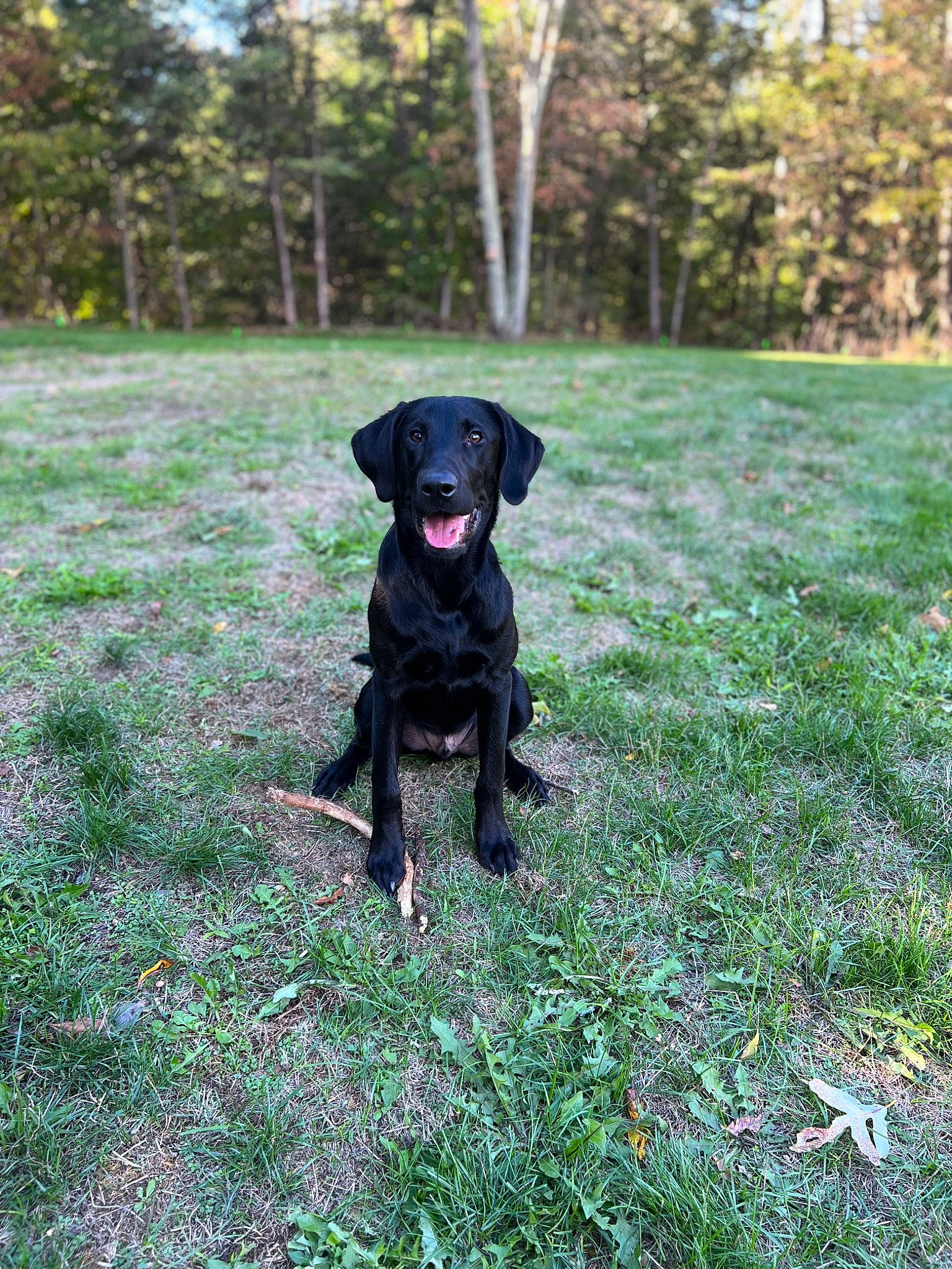 Moose joined the competition — help win amazing prizes! borador, carnivore, collar, companion_dog, dog, dog_breed, dog_collar, grass, grassland, groundcover, guard_dog, gun_dog, labrador_retriever, plant, retriever, sporting_group, tail, tree, working_animal, working_dog
