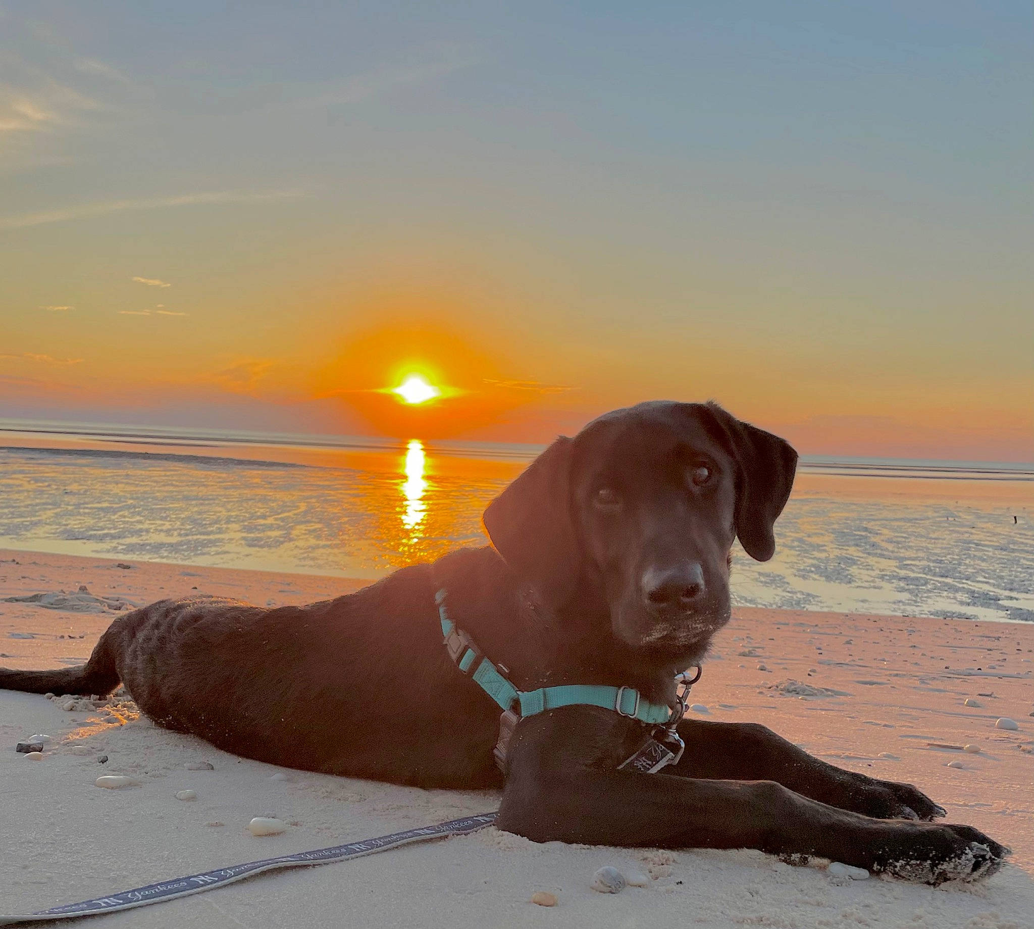 Moose is registered to the contest to win money with this photo: beach, carnivore, cloud, collar, companion_dog, dog, dog_breed, dog_collar, fawn, gun_dog, horizon, mammal, morning, sky, sporting_group, sunlight, sunrise, sunset, vertebrate, water