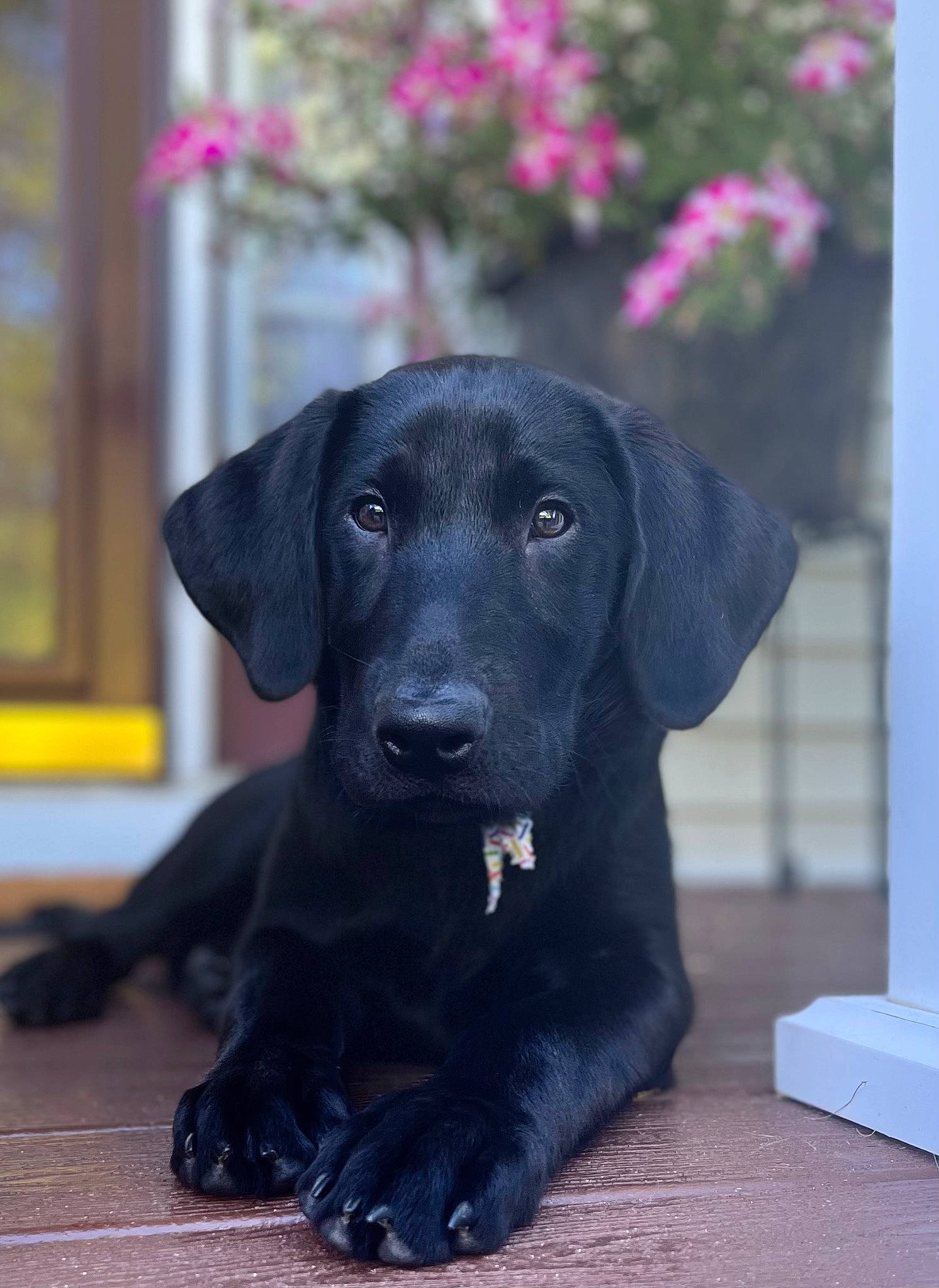 Moose is registered to the contest to win money with this photo: borador, canidae, carnivore, companion_dog, dog, dog_breed, dog_collar, fur, gun_dog, hunting_dog, liver, plant, retriever, sporting_group, terrestrial_animal, working_animal