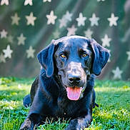 Moose is registered to the contest to win money with this photo: dog, black_labrador, grass, outdoor, tongue_out, pet, canine, animal, lying_down, greenery, happy, portrait, nature, sunlight, close_up, star_pattern, background_blur, fur, ears, friendly