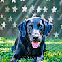 dog, black_labrador, grass, outdoor, tongue_out, pet, canine, animal, lying_down, greenery, happy, portrait, nature, sunlight, close_up, star_pattern, background_blur, fur, ears, friendly