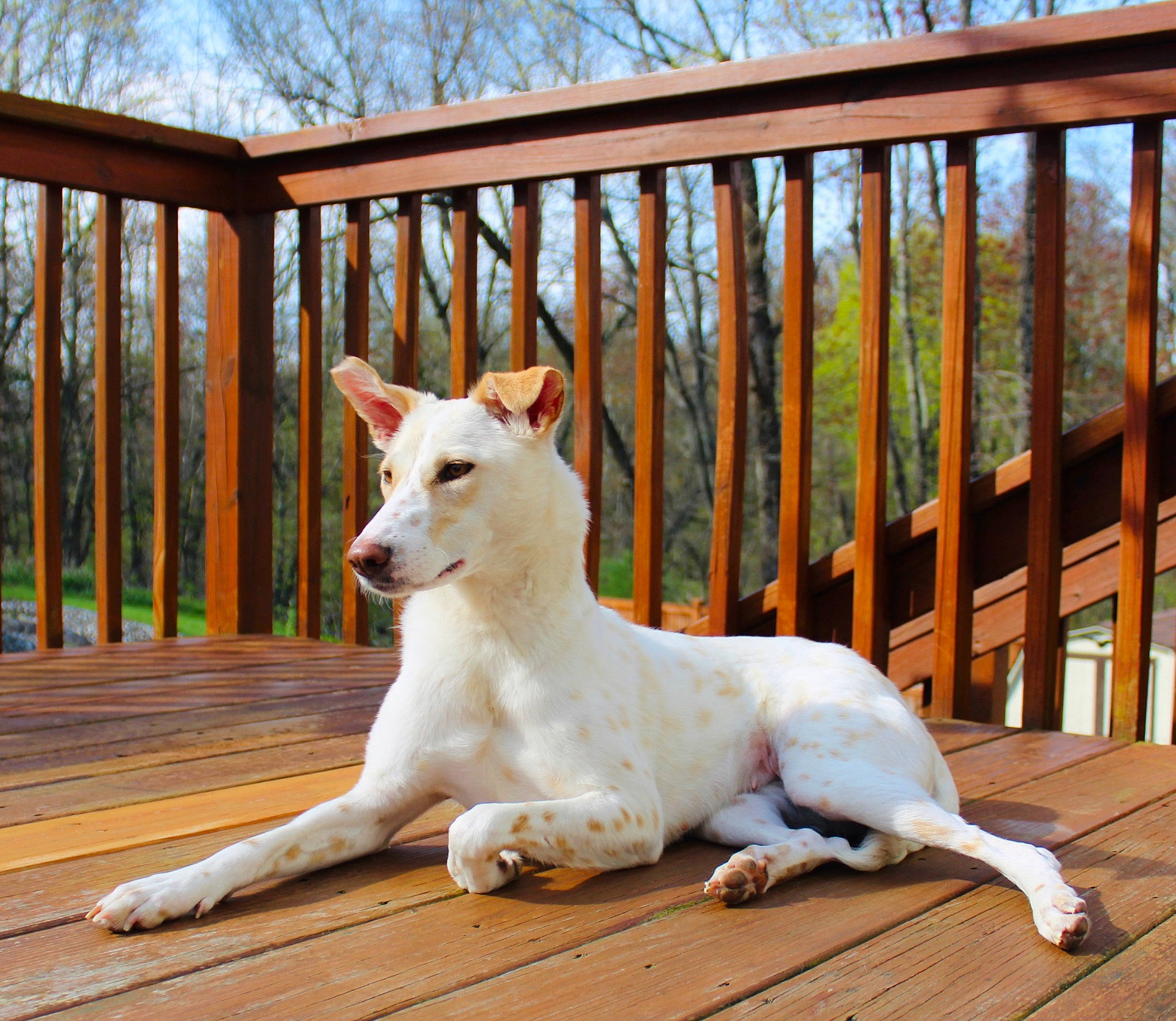 Candy is registered to the contest to win money with this photo: canidae, carnivore, companion_dog, dog, dog_breed, fawn, felidae, fence, grass, hardwood, plant, sky, snout, sporting_group, tail, terrestrial_animal, tree, whiskers, wildlife, wood