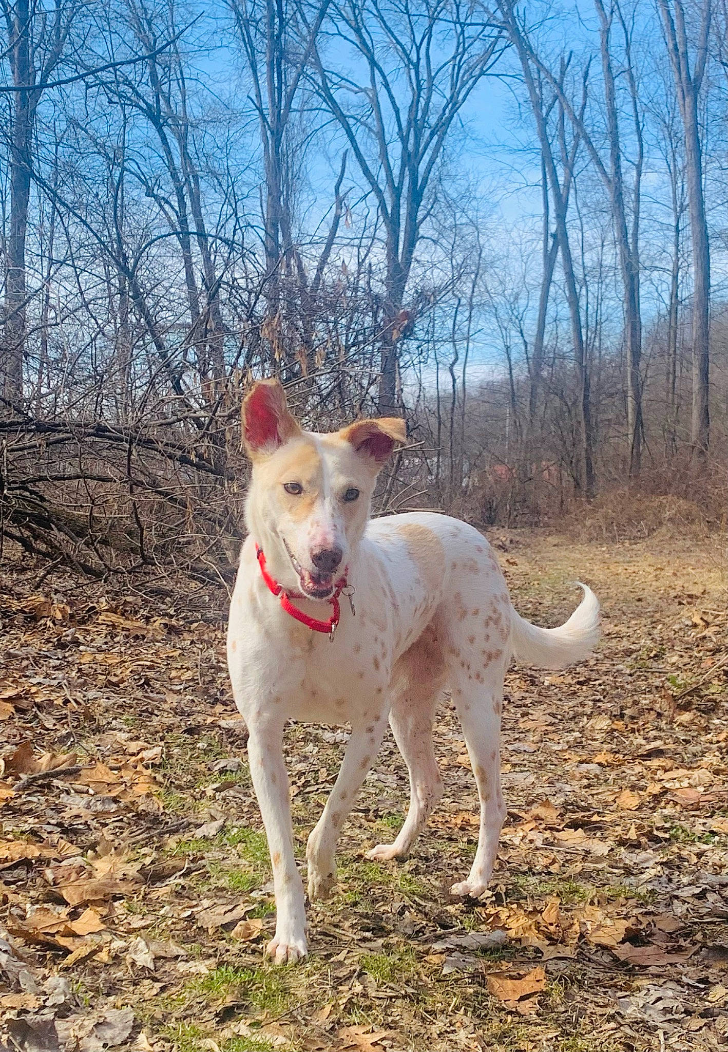 Candy is registered to the contest to win money with this photo: canidae, carnivore, cloud, collar, companion_dog, dog, dog_breed, dog_collar, fawn, hunting_dog, landscape, plant, sky, snout, sporting_group, tail, tree, walking, working_animal, working_dog