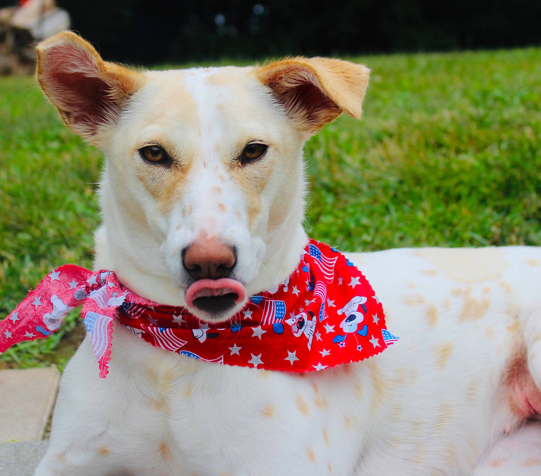 Candy is registered to the contest to win money with this photo: canidae, carnivore, collar, companion_dog, dishware, dog, dog_breed, dog_collar, dog_supply, fashion_accessory, fawn, grass, leash, pattern, pet_supply, snout, sporting_group, terrier, whiskers, working_animal