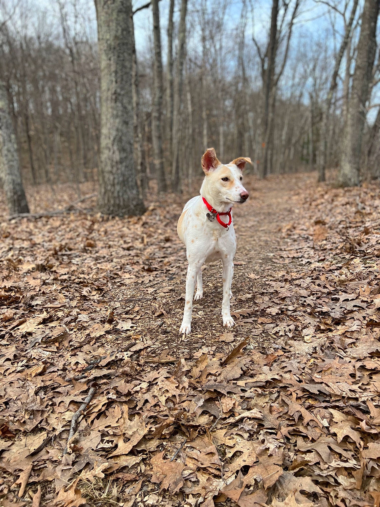 Candy joined the competition — help win amazing prizes! canidae, carnivore, companion_dog, dog, dog_breed, fawn, forest, hunting_dog, non_sporting_group, sky, snout, soil, sporting_group, tail, terrier, tree, walking, wood, woodland, working_animal