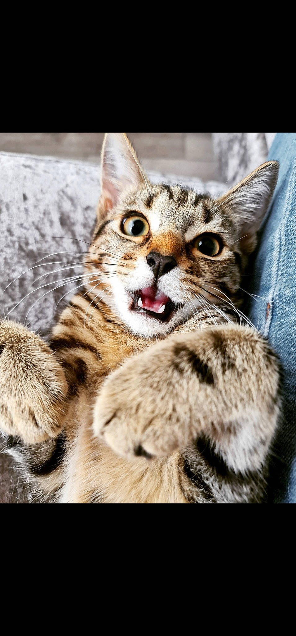 Myla is registered to the contest to win money with this photo: carnivore, cat, claw, domestic_short_haired_cat, door, felidae, foot, fur, organism, paw, photo_caption, sitting, small_to_medium_sized_cats, snout, terrestrial_animal, tree, whiskers, wildlife, window