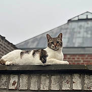 Mia participe au concours pour gagner de l'argent avec cette photo : cat, tabby_cat, white_fur, brick_wall, outdoor, animal, pet, resting, feline, mammal, ears, paws, fur_pattern, calm, looking, nature, sky, building, roof, relaxed