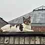 cat, tabby_cat, white_fur, brick_wall, outdoor, animal, pet, resting, feline, mammal, ears, paws, fur_pattern, calm, looking, nature, sky, building, roof, relaxed