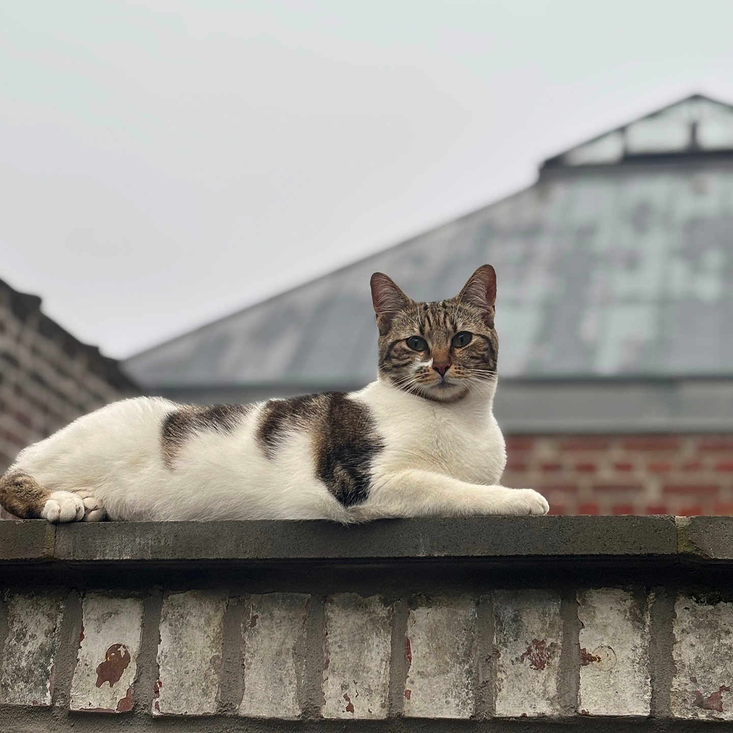 Mia participe au concours pour gagner de l'argent avec cette photo : animal, brick_wall, building, calm, cat, ears, feline, fur_pattern, looking, mammal, nature, outdoor, paws, pet, relaxed, resting, roof, sky, tabby_cat, white_fur