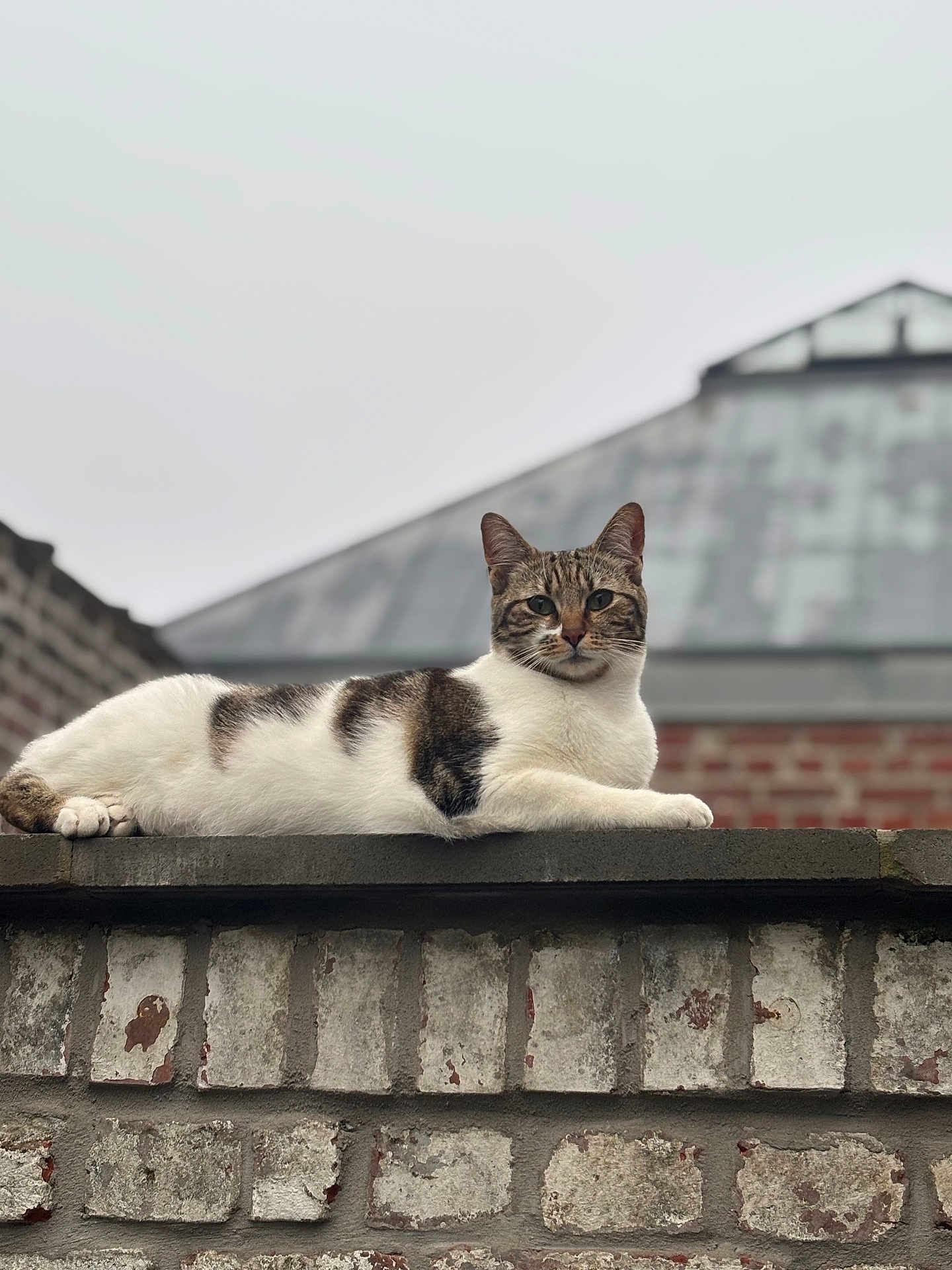 Mia participe au concours pour gagner de l'argent avec cette photo : cat, tabby_cat, white_fur, brick_wall, outdoor, animal, pet, resting, feline, mammal, ears, paws, fur_pattern, calm, looking, nature, sky, building, roof, relaxed