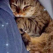 Luxenton is registered to the contest to win money with this photo: cat, tabby, sleeping, cozy, blanket, feline, pet, fur, whiskers, closeup, indoor, resting, cute, relaxed, animal, mammal, paw, sleepy, comfort, sparkles
