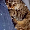 cat, tabby, sleeping, cozy, blanket, feline, pet, fur, whiskers, closeup, indoor, resting, cute, relaxed, animal, mammal, paw, sleepy, comfort, sparkles