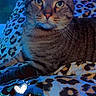 Luxenton joined the competition — help win amazing prizes! cat, tabby_cat, leopard_print, blanket, bed, indoor, feline, pet, animal, whiskers, ears, eyes, fur, resting, cozy, nighttime, blue_light, portrait, cute, calm