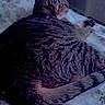 Luxenton joined the competition — help win amazing prizes! cat, tabby_cat, pet, indoor, bed, blanket, patterned_blanket, sleepy, curious, feline, animal, cozy, resting, fur, tail, paw, domestic_cat, cute, sparkle_effect, relaxed