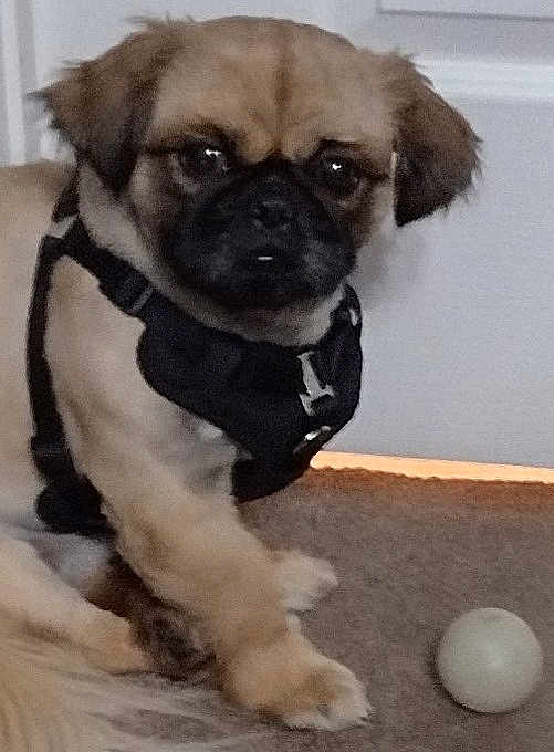 Luca