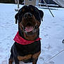 Kane is registered to the contest to win money with this photo: animal, backyard, bandana, canine, dog, fence, footprints, happy, mammal, outdoor, pet, playful, red_bandana, rottweiler, sitting, snow, tongue_out, trampoline, tree, winter