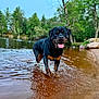 animal, canine, daytime, dog, forest, happy, lake, mammal, nature, outdoor, pet, playful, riverbank, rottweiler, splashes, summer, tongue_out, trees, water, wet