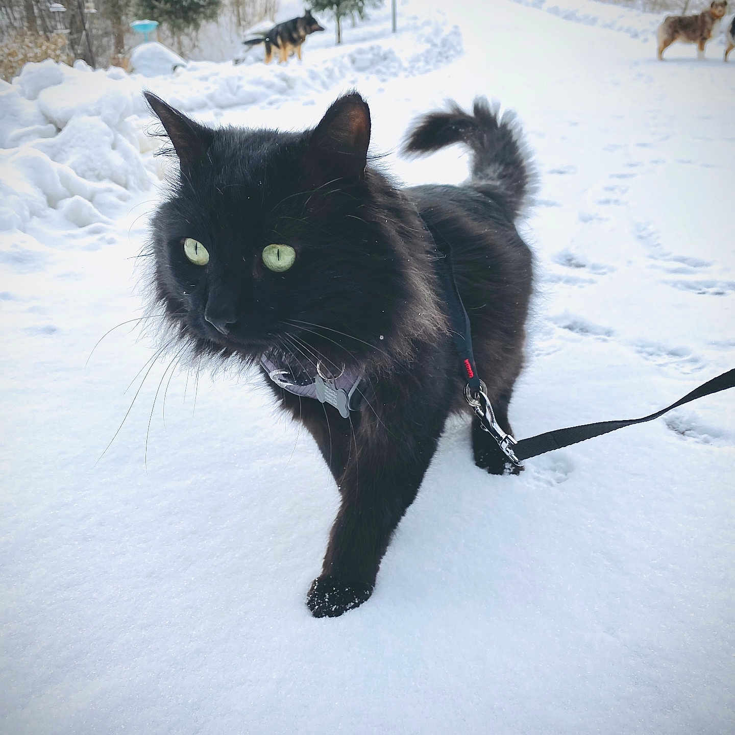 Ohanzi joined the competition — help win amazing prizes! accessories, animal, blackcat, blizzard, canine, cat, dog, harness, ice, leash, manx, nature, outdoors, pet, plant, snow, storm, strap, tree, winter