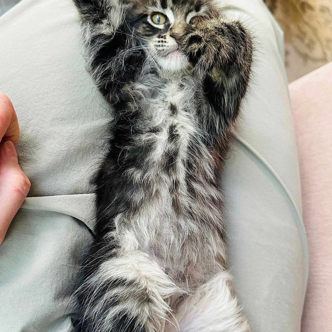 Navi