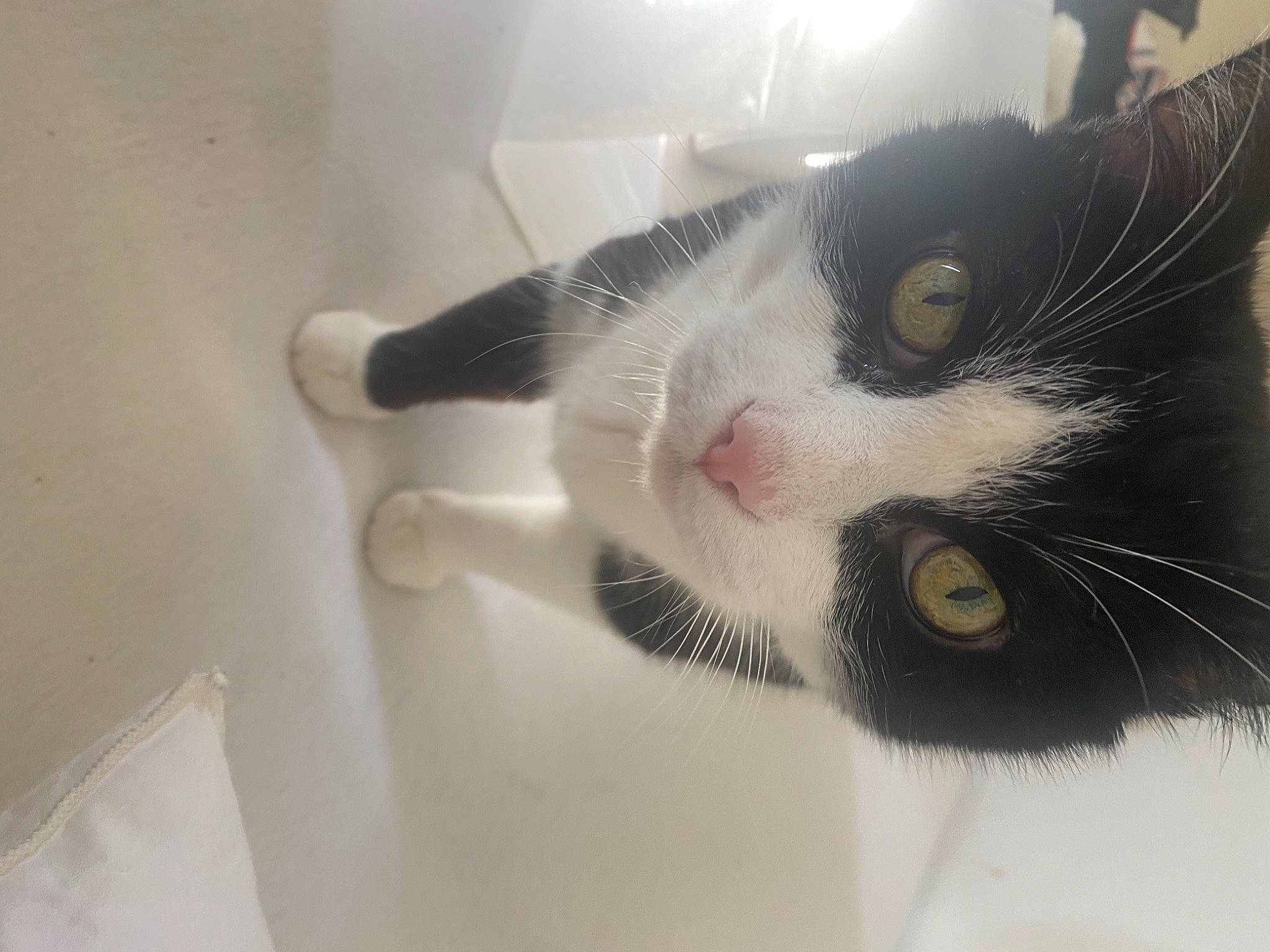 Mirtylle a rejoint le concours — aidez-le/la à gagner de superbes lots ! black_cat, carnivore, cat, claw, cloud, domestic_short_haired_cat, eyelash, felidae, flooring, fur, paw, small_to_medium_sized_cats, snout, tail, whiskers, window