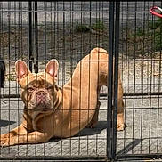 Frankie joined the competition — help win amazing prizes! dog, french_bulldog, stretching, fence, outdoor, pet, brown_dog, canine, sunlight, shadow, yard, metal_fence, guarded, animal, companion, playful, curious, domestic_animal, cute, pet_care