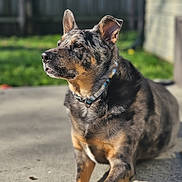 Hugo is registered to the contest to win money with this photo: dog, outdoor, pet, animal, canine, fur, collar, ears, portrait, sunlight, shadow, concrete, garden, fence, blurred_background, side_view, muzzle, sitting, watchful, daylight
