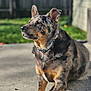 dog, outdoor, pet, animal, canine, fur, collar, ears, portrait, sunlight, shadow, concrete, garden, fence, blurred_background, side_view, muzzle, sitting, watchful, daylight