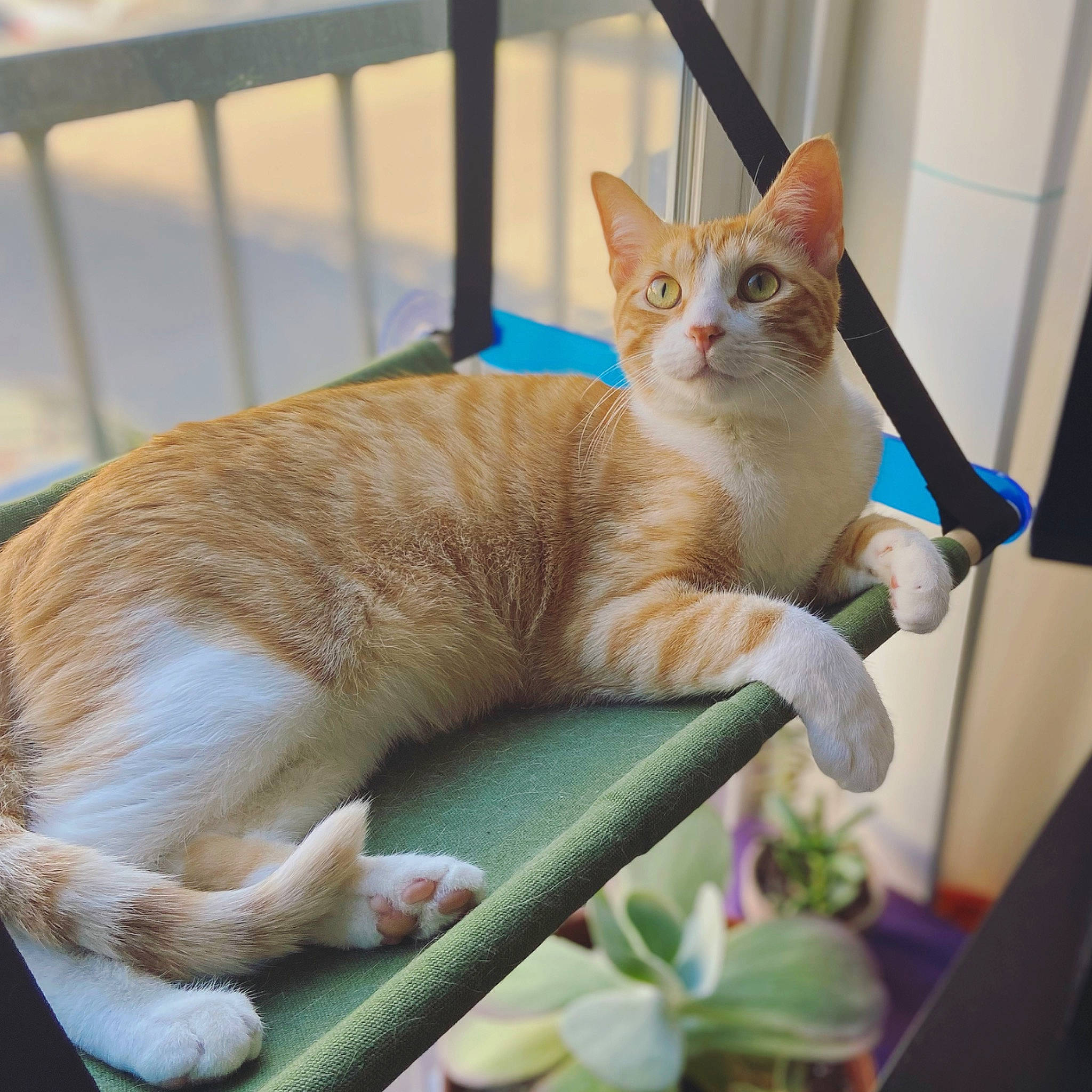 Archie is registered to the contest to win money with this photo: carnivore, cat, cat_supply, claw, comfort, domestic_short_haired_cat, fawn, felidae, flowerpot, fur, paw, pet_supply, plant, sitting, small_to_medium_sized_cats, snout, tail, terrestrial_animal, whiskers, window