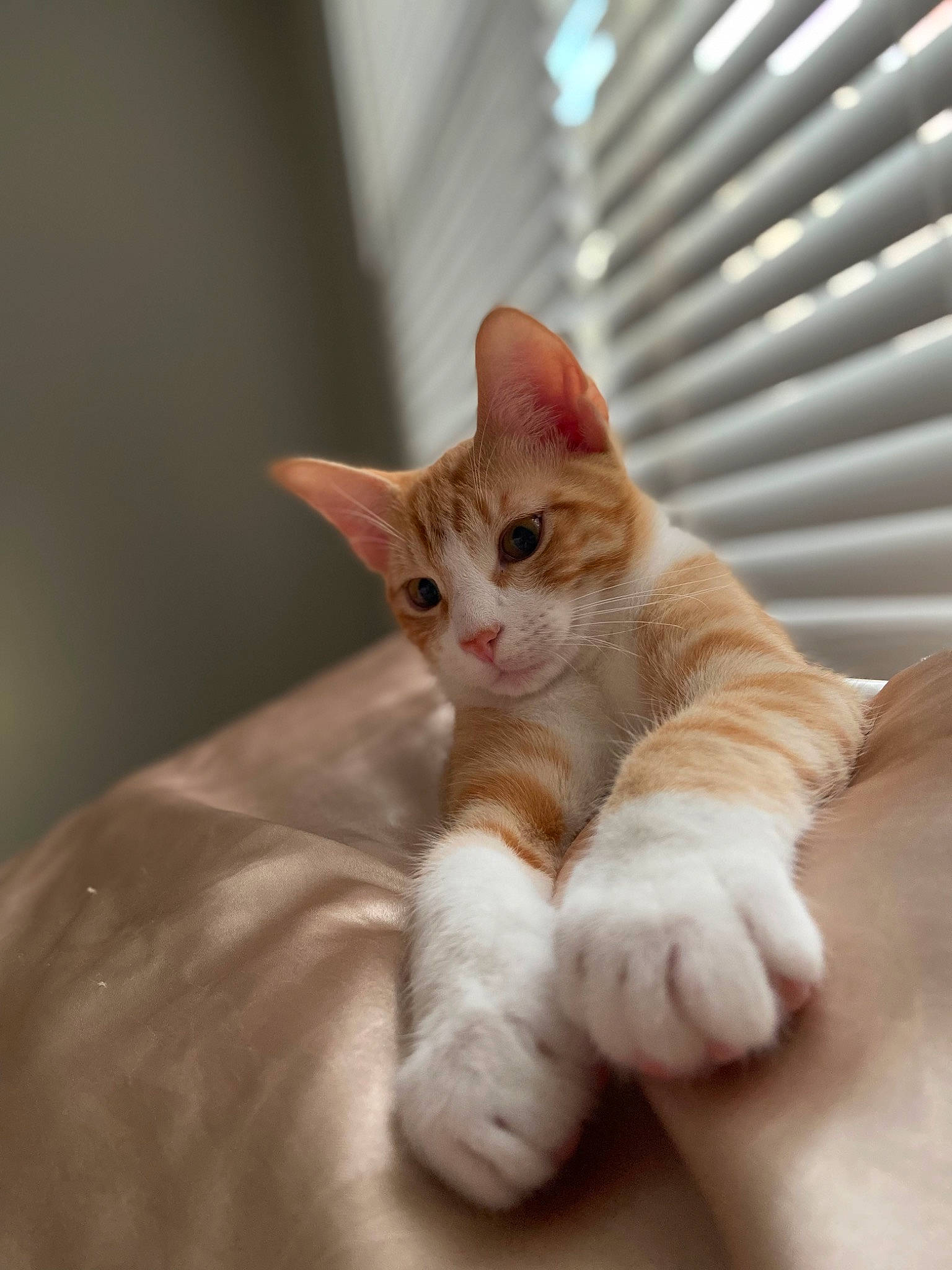 Archie joined the competition — help win amazing prizes! carnivore, cat, claw, comfort, domestic_short_haired_cat, ear, fawn, felidae, foot, fur, gesture, leg, paw, sitting, small_to_medium_sized_cats, snout, tail, whiskers, window_blind, wood