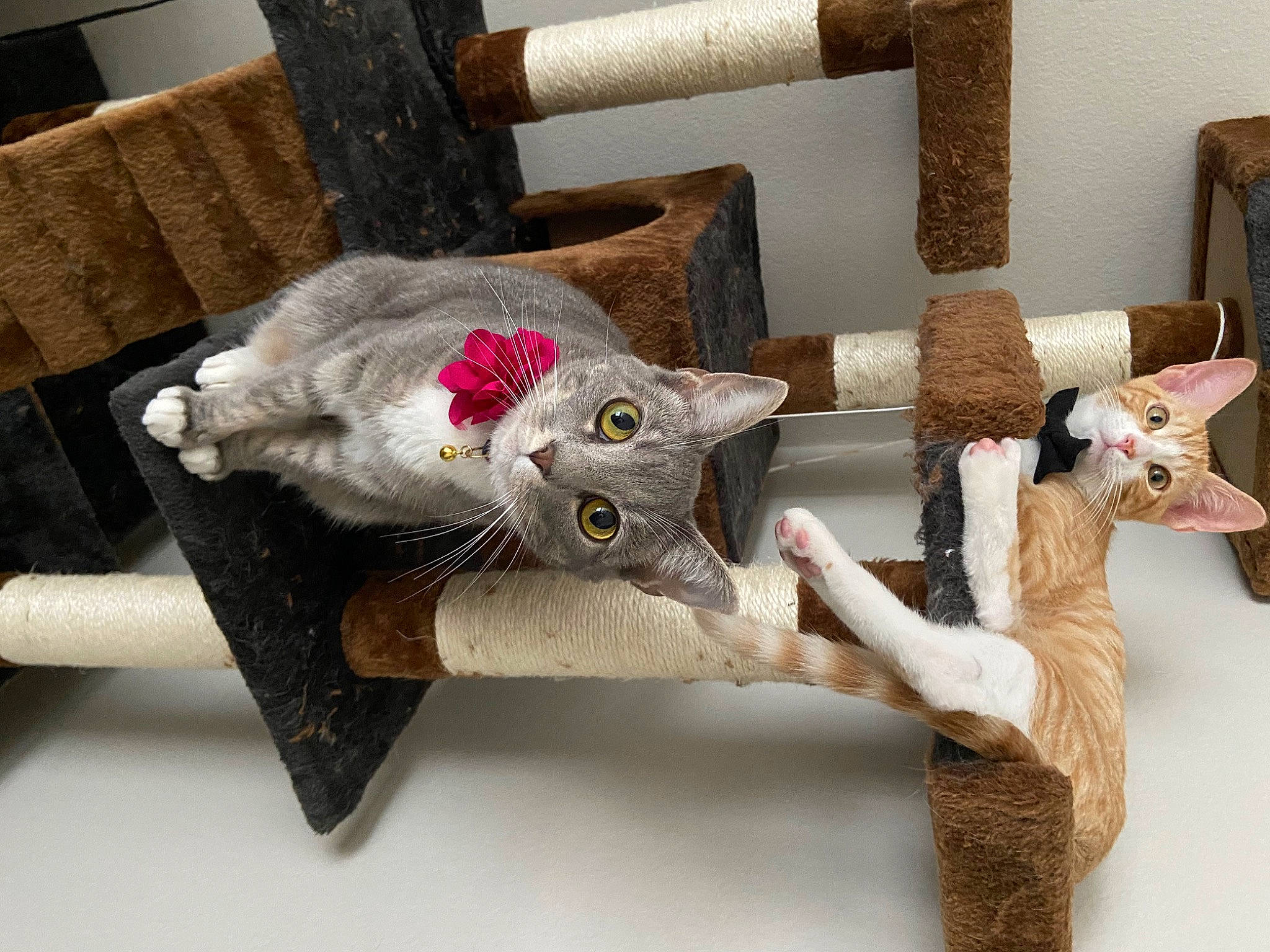 Loretta joined the competition — help win amazing prizes! art, carnivore, cat, chair, comfort, creative_arts, domestic_short_haired_cat, felidae, fur, furniture, linens, room, shelf, small_to_medium_sized_cats, table, tail, twig, wheel, whiskers, wood