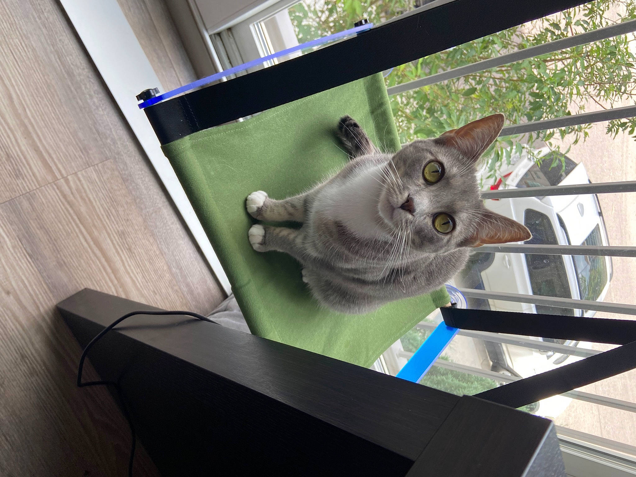 Loretta joined the competition — help win amazing prizes! art, carnivore, cat, computer_monitor, display_device, domestic_short_haired_cat, felidae, flat_panel_display, glass, machine, metal, output_device, rectangle, room, small_to_medium_sized_cats, visual_arts, whiskers, window