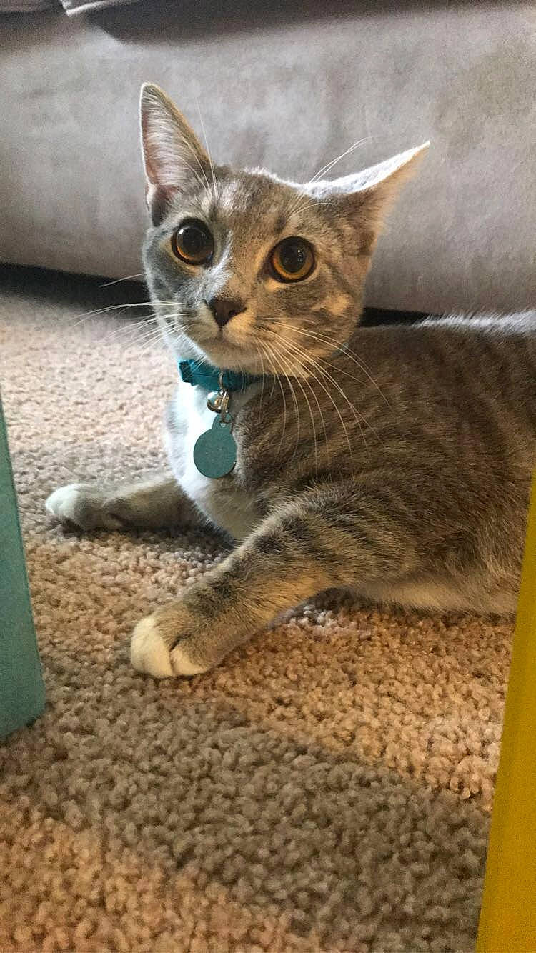 Loretta joined the competition — help win amazing prizes! carnivore, cat, cat_supply, claw, domestic_short_haired_cat, fawn, felidae, fur, paw, sitting, small_to_medium_sized_cats, snout, tail, terrestrial_animal, whiskers, wildlife