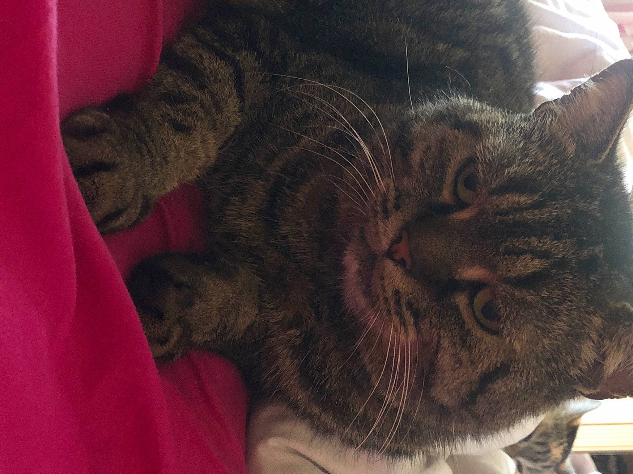 Grizzly a rejoint le concours — aidez-le/la à gagner de superbes lots ! american_shorthair, asian, california_spangled, carnivore, cat, domestic_short_haired_cat, dragon_li, ear, european_shorthair, eye, felidae, fur, nap, paw, skin, sleep, small_to_medium_sized_cats, snout, tabby_cat, whiskers