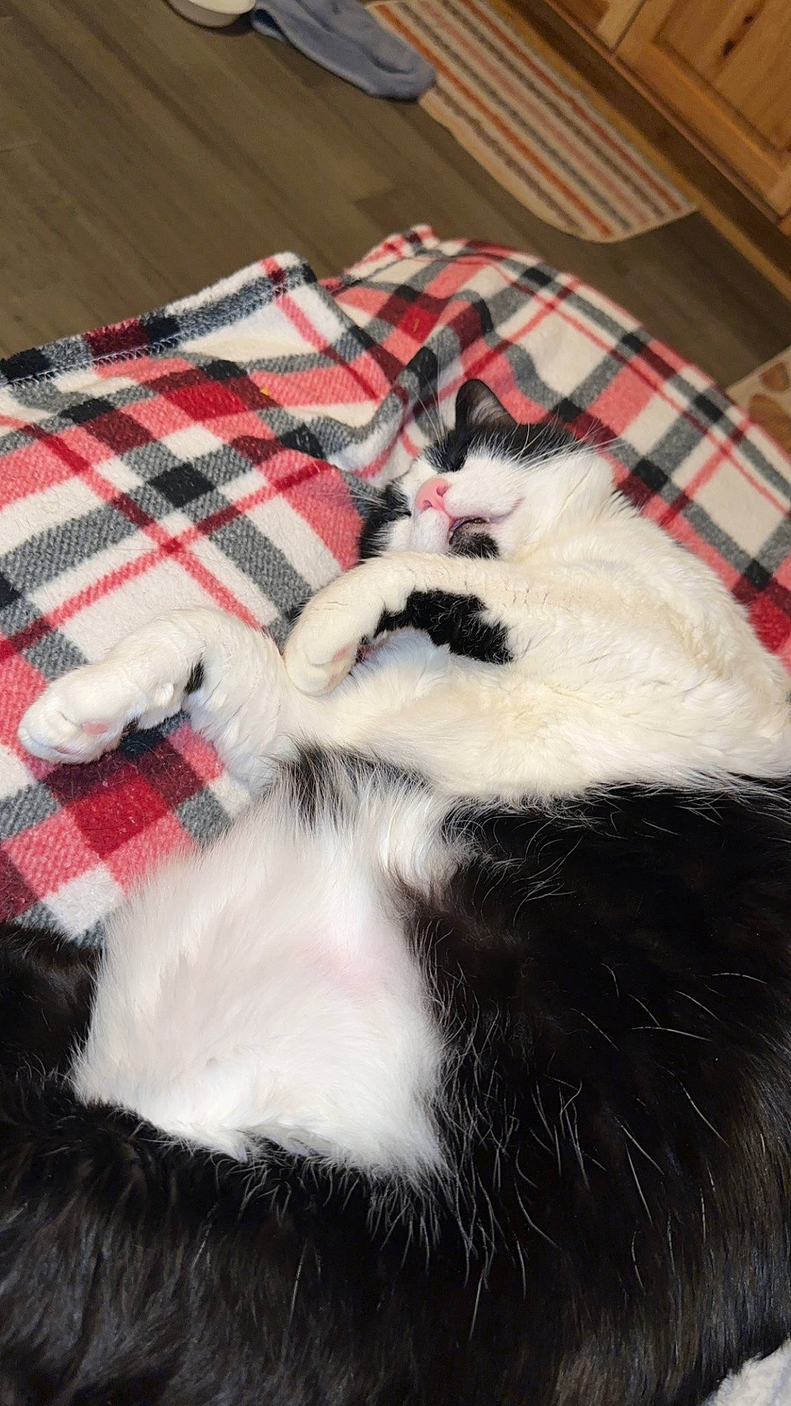 Levi is registered to the contest to win money with this photo: carmine, carnivore, cat, comfort, domestic_short_haired_cat, felidae, flooring, fur, linens, mammal, pattern, paw, plaid, room, small_to_medium_sized_cats, tail, tartan, vertebrate, whiskers, wood