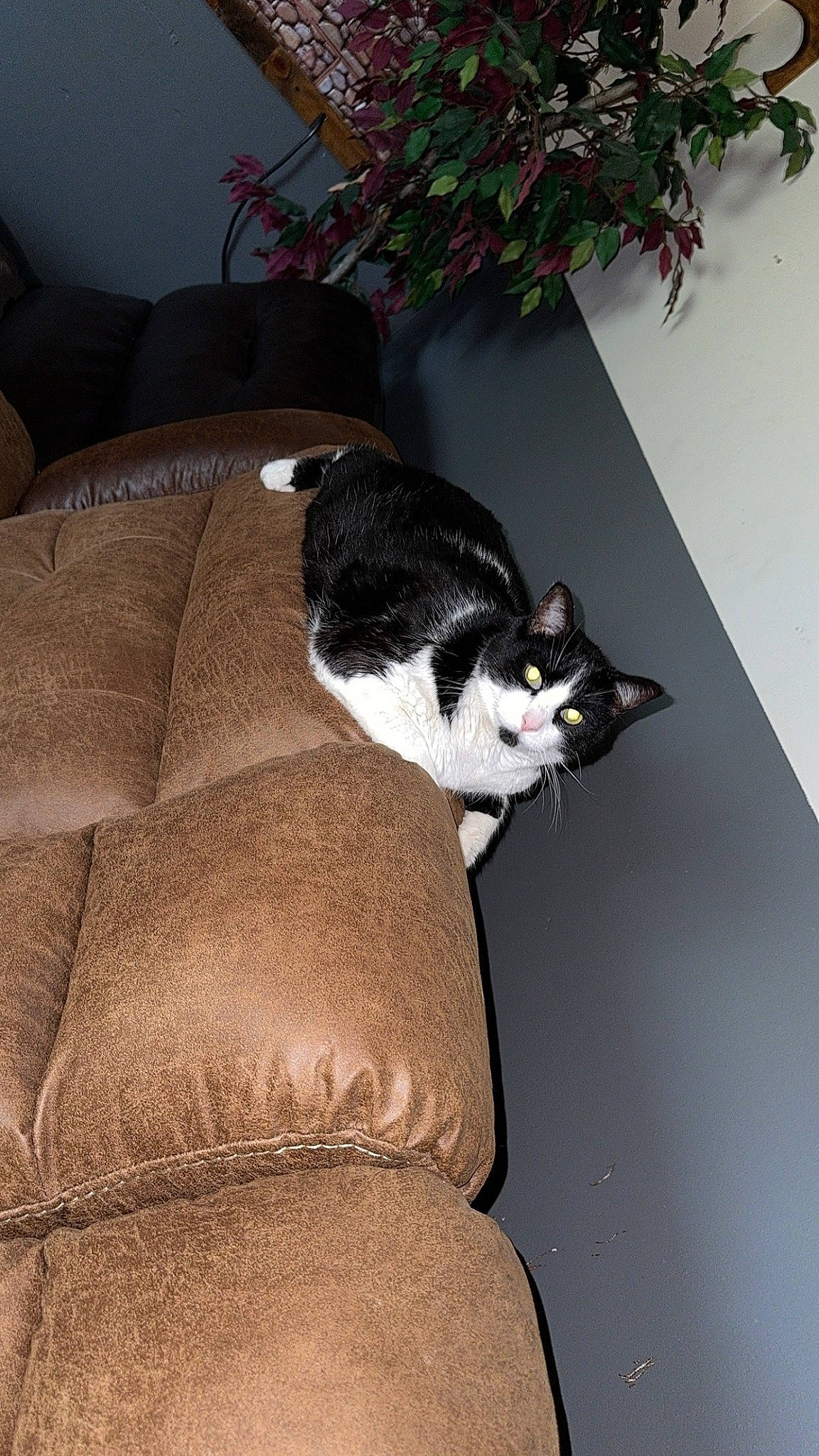 Levi joined the competition — help win amazing prizes! carnivore, cat, comfort, couch, domestic_short_haired_cat, felidae, flooring, flowerpot, fur, houseplant, human_leg, plant, sitting, small_to_medium_sized_cats, tail, tints_and_shades, tree, whiskers, window, wood