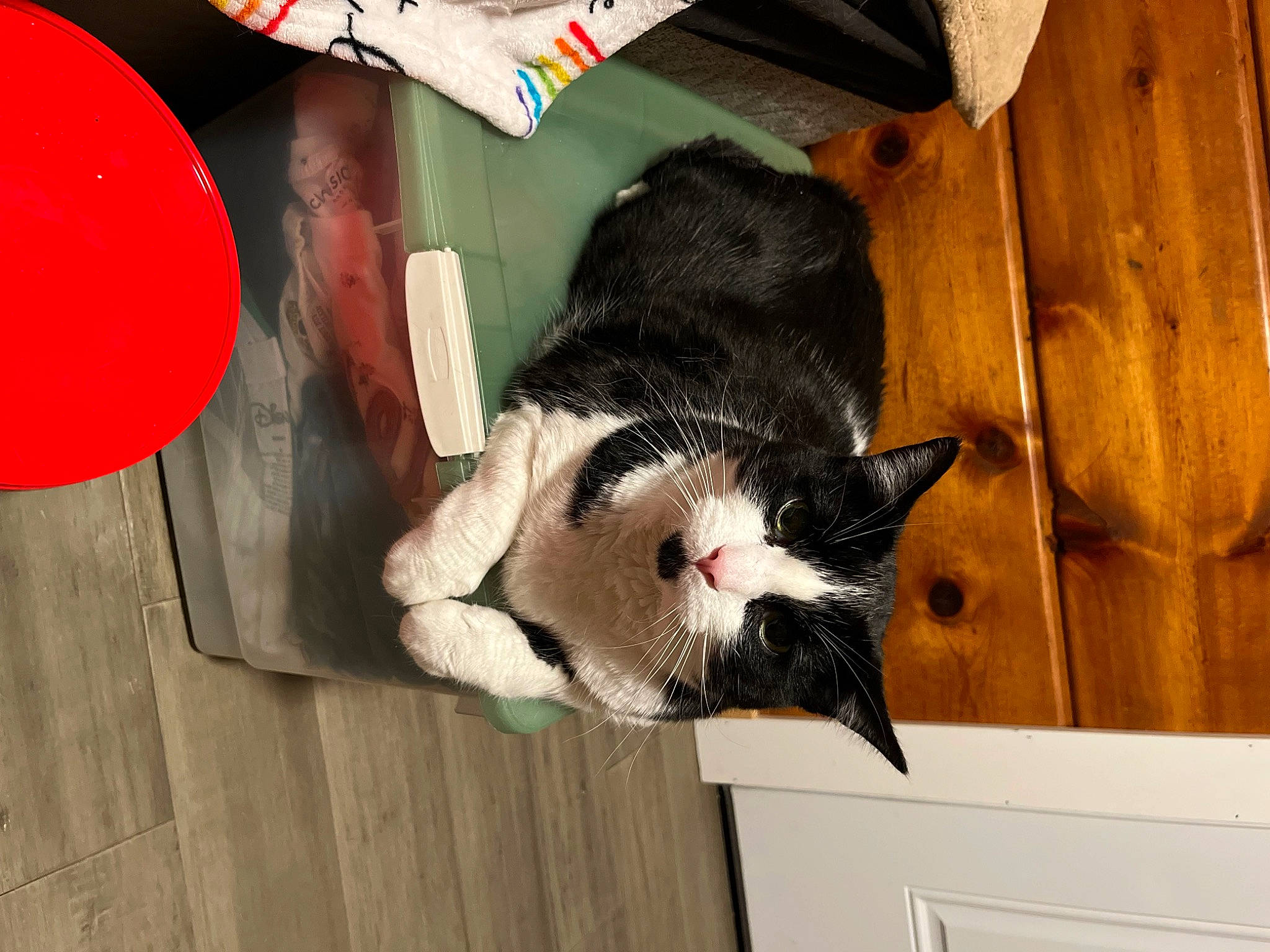 Levi joined the competition — help win amazing prizes! balloon, carmine, carnivore, cat, domestic_short_haired_cat, felidae, flooring, fur, hardwood, party_supply, small_to_medium_sized_cats, tail, whiskers, wood, wood_stain