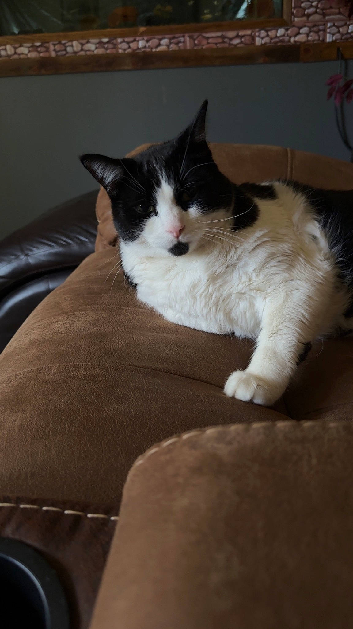 Levi joined the competition — help win amazing prizes! box, carnivore, cat, comfort, domestic_short_haired_cat, felidae, fur, hardwood, human_leg, paw, sitting, small_to_medium_sized_cats, snout, tail, whiskers, wood