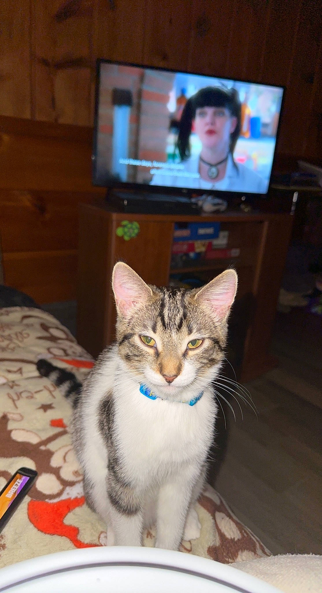 Luna Lou is registered to the contest to win money with this photo: cable_television, carnivore, cat, comfort, couch, display_device, domestic_short_haired_cat, eye, felidae, flat_panel_display, fur, head, led_backlit_lcd_display, paw, sitting, small_to_medium_sized_cats, tail, television, television_set, whiskers