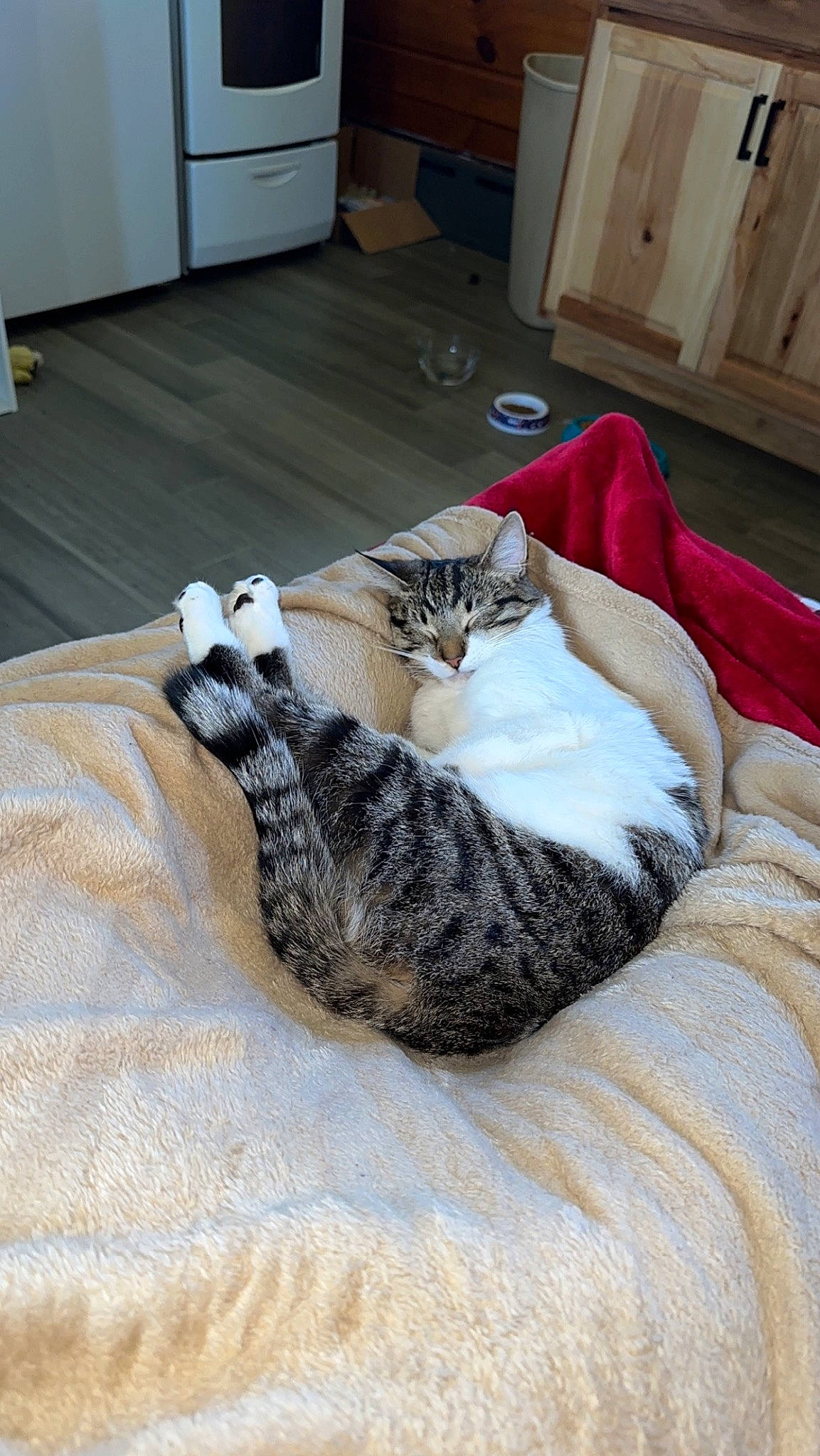 Luna Lou is registered to the contest to win money with this photo: cabinetry, carnivore, cat, comfort, domestic_short_haired_cat, drawer, fawn, felidae, floor, flooring, fur, grey, hardwood, linens, paw, room, small_to_medium_sized_cats, tail, whiskers, wood