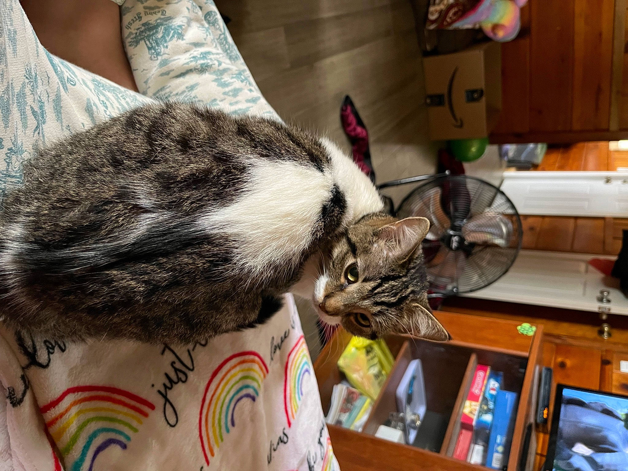 Luna Lou joined the competition — help win amazing prizes! bookcase, cabinetry, carnivore, cat, claw, domestic_short_haired_cat, drawer, felidae, fur, rodent, room, shelf, small_to_medium_sized_cats, tail, whiskers, wood